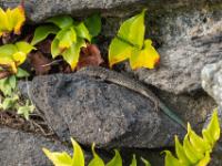 Eine Madeira Mauereidechse - São Miguel